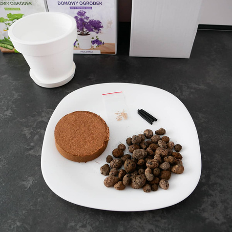 Zestaw do uprawy Bonsai Drzewko szczęścia Paulownia