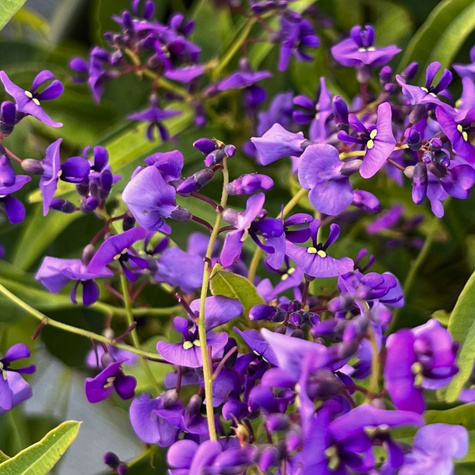 Hardenbergia Regent (P9)
