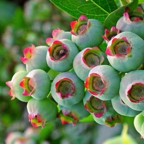 Borówka amerykańska Jersey średnio wczesna (C2)