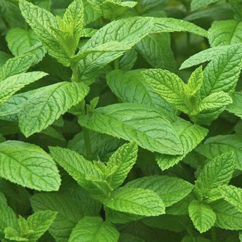 Mięta pieprzowa angielska Garden Mint (C2)
