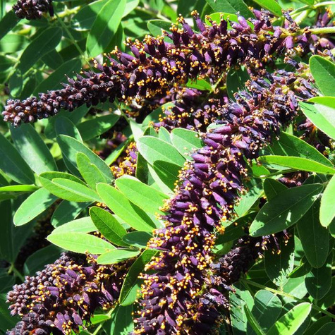 Amfora Amorfa zwyczajna Indygowiec (C2)