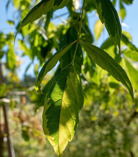 Klon jesionolistny Aureovariegatum (Pa 120/160, obw. 8/16cm, H-200/300)
