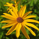Rudbekia nibykutnerowata (C2)