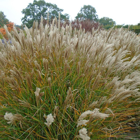 Miskant chiński Yaku Jima (C2)