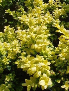 Bukszpan wieczniezielony Latifolia Maculata