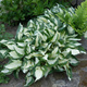 Funkia Hosta Fire And Ice zielono-biała (C2)