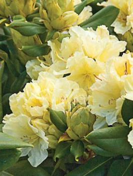 Rododendron żółty (C2)