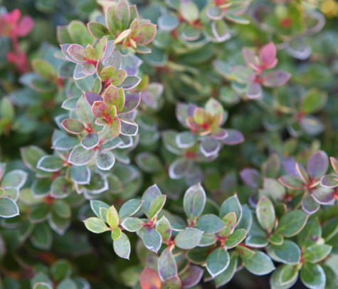 Berberys bukszpanolistny Nana zimozielony (P9)