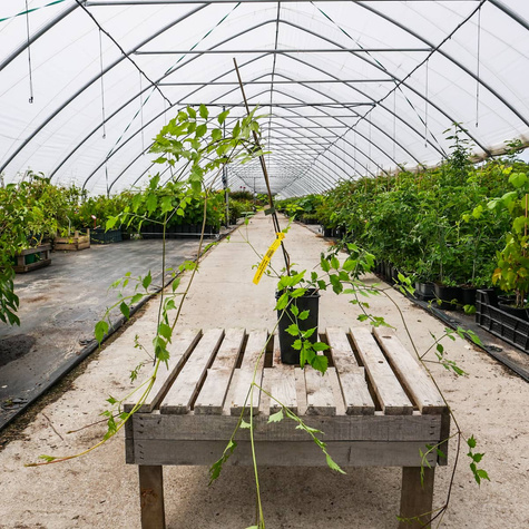 Milin amerykański Judy (C2)