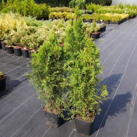 Thuja Tuja Żywotnik Smaragd Zielona zimą C2