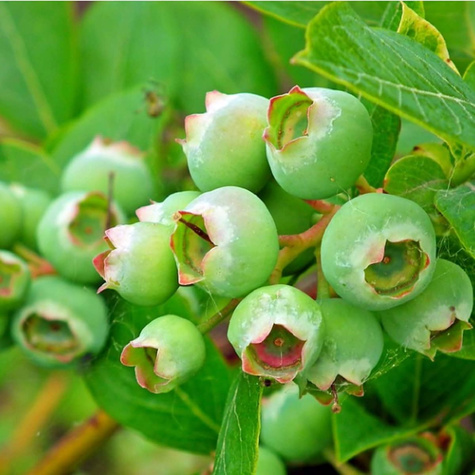 Borówka amerykańska Jersey średnio wczesna (C2)