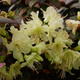 Rododendron karłowy drobnokwiatowy 'Patty Bee'