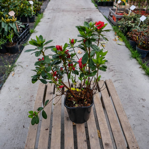 Azalia japońska Geisha Orange (C2)