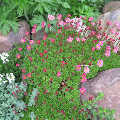 Skalnica Solution Ice Colours Appleblossom (C2)