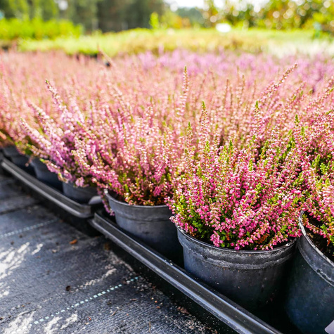 Wrzos pospolity Dark Beauty