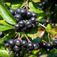 Aronia Czarnoowocowa Owoc Długowieczności i Antyoksydant Plant Pack