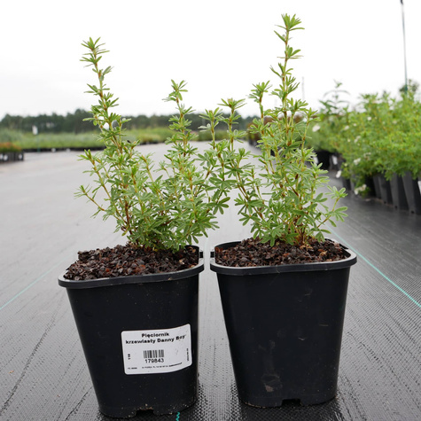 Pięciornik krzewiasty Danny Boy (C2)