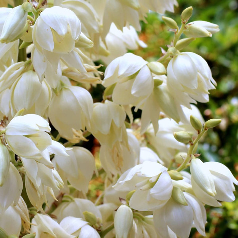 Juka Srebrzysta (C2)