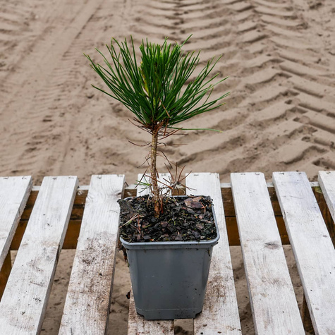 Sosna gęstokwiatowa (P9)