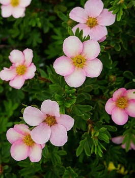 Pięciornik krzewiasty Lovely Pink