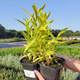Wierzba Sachalińska Golden Sunshine (C2)