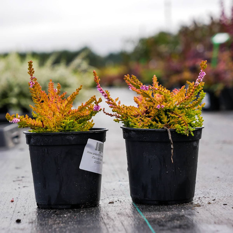 Wrzos pospolity Wickware Flame