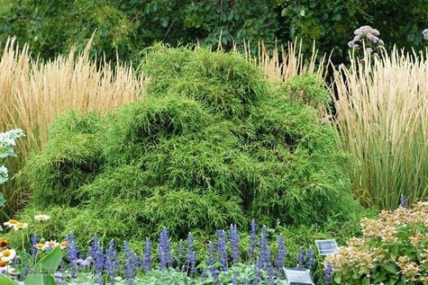 Cyprysik groszkowy Filifera Nana