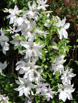 Powojnik Clematis Beautiful Bride (C2)