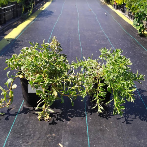 Rozchodnik kaukaski Tricolor (C2)