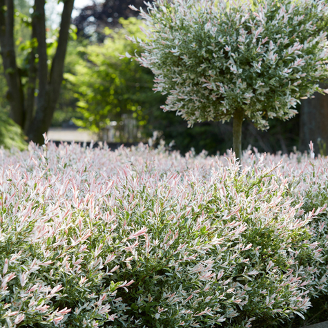 Wierzba całolistna Hakuro Nishiki forma krzewiasta (C2)
