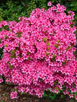 Azalia japońska Silvester (C2)