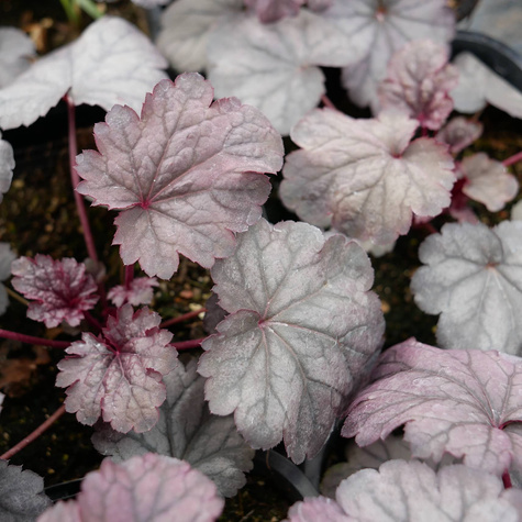 Żurawka ogrodowa Shanghai (C2)