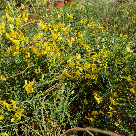 Janowiec lidyjski (C2)