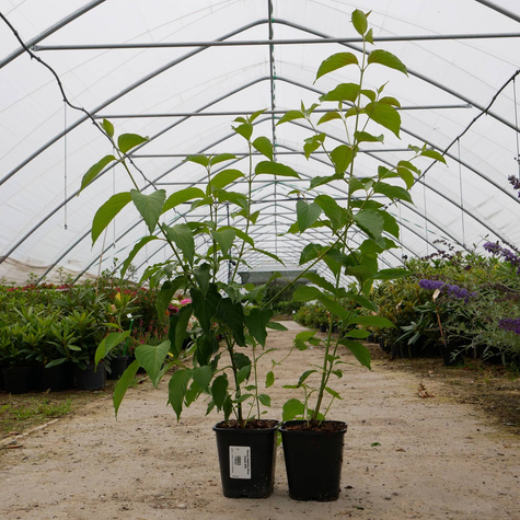 Dereń błękitny Blue Cloud (C2)