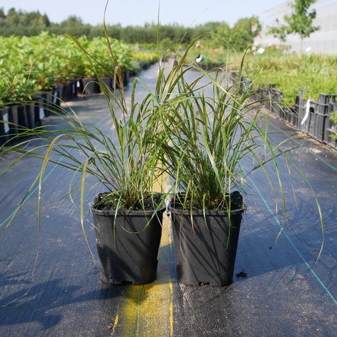 Trzcinnik leśny Trawa leśna