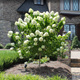 Hortensja Prim White szczepiona na pniu