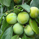 Śliwa Renkloda Zielona Plant Pack