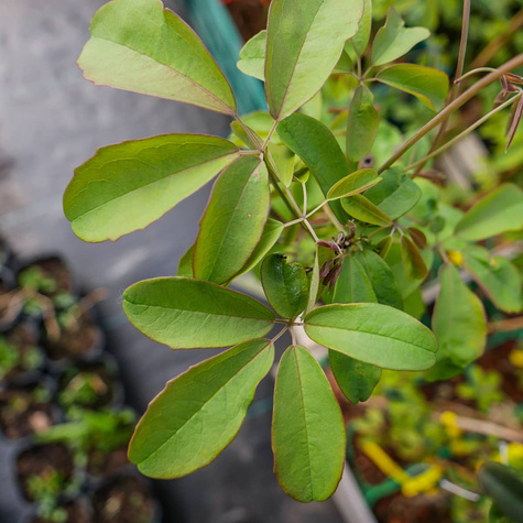 Akebia pięciolistkowa Czekoladowe pnącze (C2)