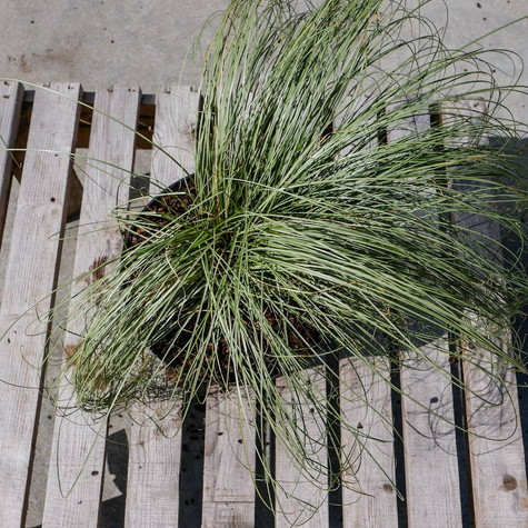 Turzyca włosowa Mint Curls (C2)