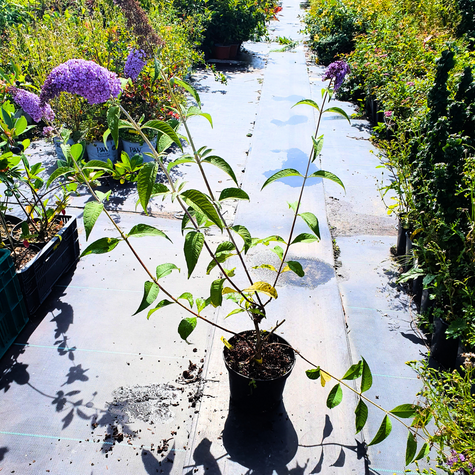 Budleja Dawida Lochinch (C2)