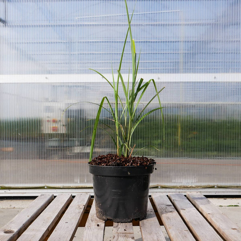 Miskant chiński Silberfeder