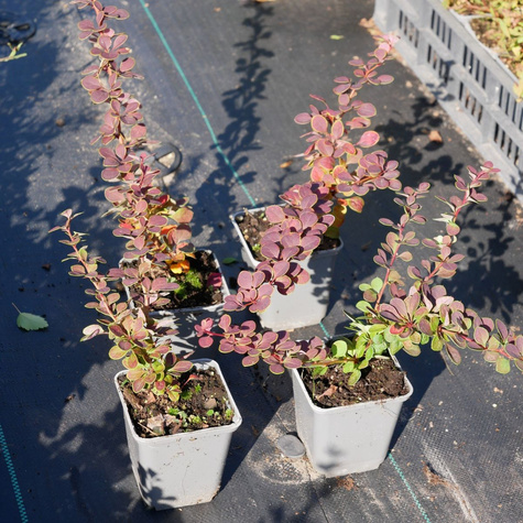 Berberys thunberga Carlo (P9)