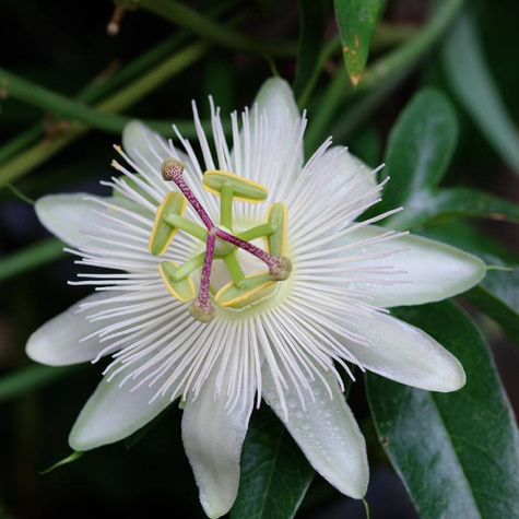 Męczennica modra Constance Elliott (C2)