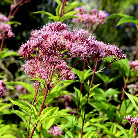 Sadziec plamisty Atropurpureum