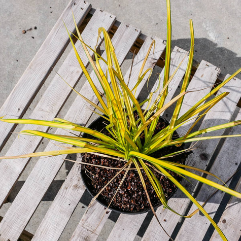 Turzyca sztywna Bowles Golden (C2)