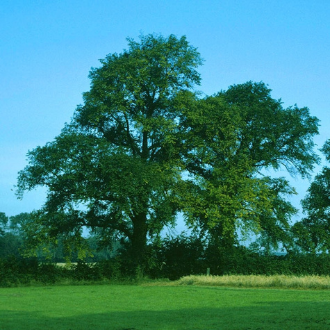Wiąz szypułkowy pospolity Plant Pack