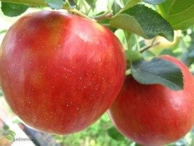 Jabłoń Arive parchoodporna Plant Pack
