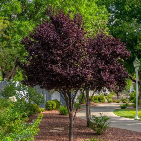 Śliwa wiśniowa Pissardii forma drzewiasta DONICZKA