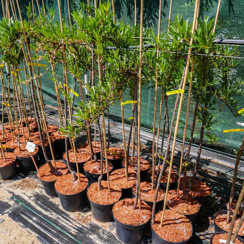 Wiśnia piaskowa płożąca szczepiona