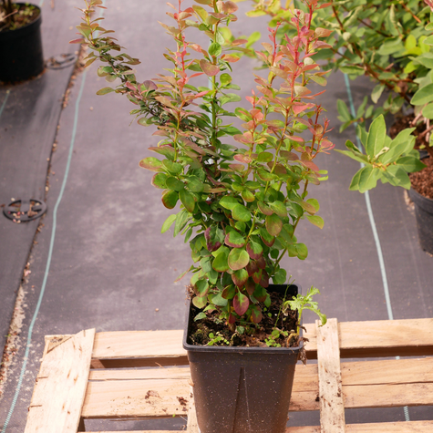 Berberys Thunberga Aurea (C2)